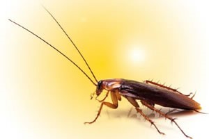 cucaracha solucion plagas