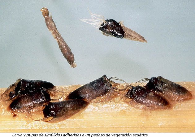 larva mosca negra