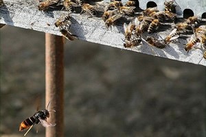 abejas asiaticas