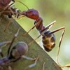 control de plagas de hormigas