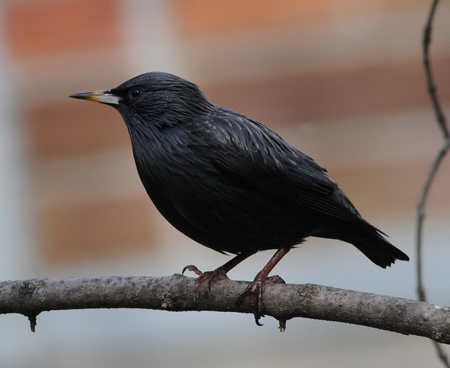 Sturnus Spp