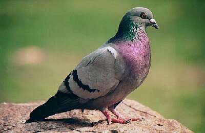 Paloma COLUMBA LIVIA