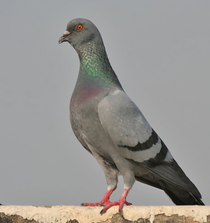 columba livia