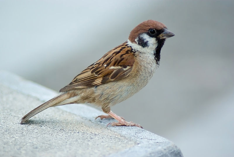 Passer Domesticus