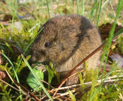 Microtus Arvalis